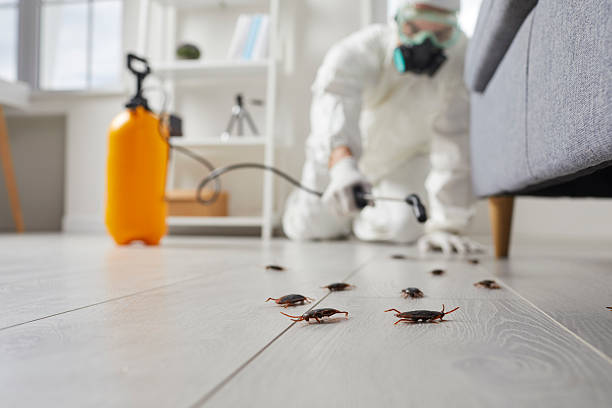 Commercial Rodent Management in Fort Lewis